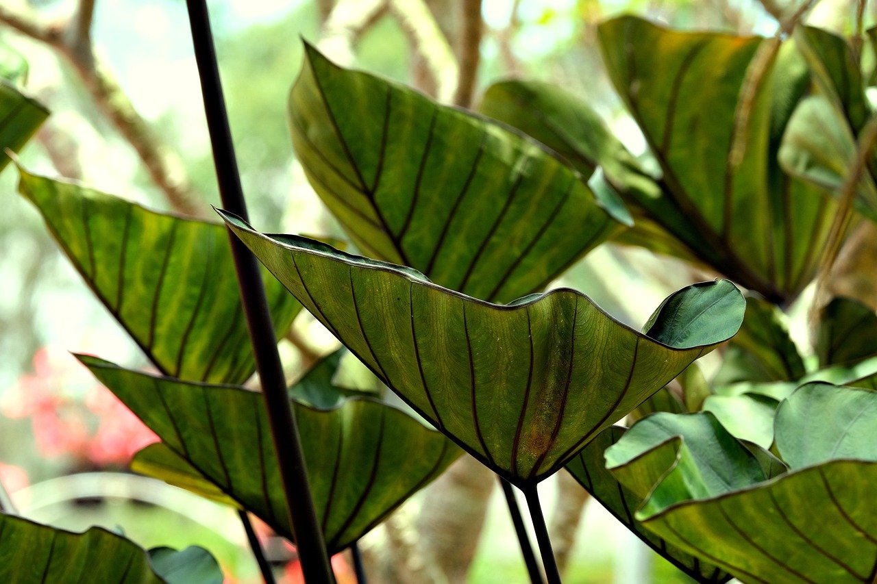 Colocasia Leaf view 2